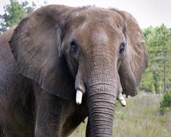 Elephant Sanctuary