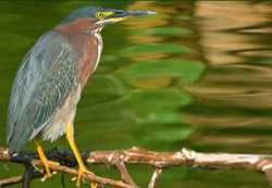 Tennessee's Watchable Wildlife